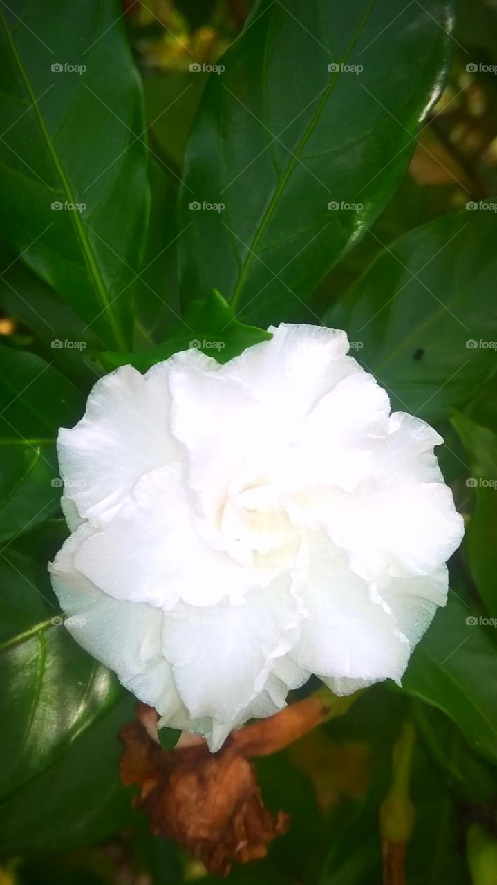 a white tiny blossom from the heart of nature