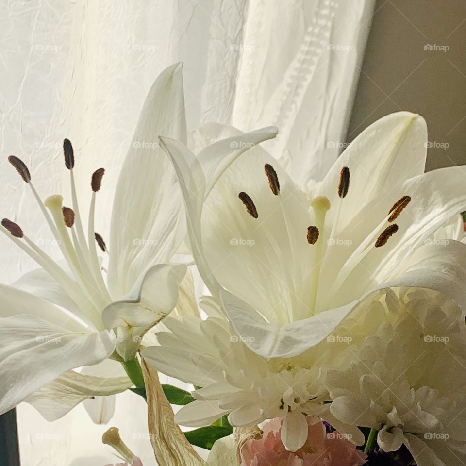 Beautiful White Lily 💖