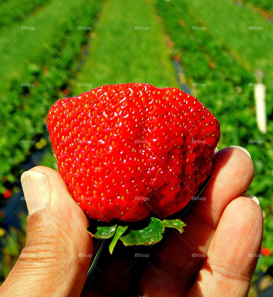 Capture the Power of Complimentary Colors - * RED AND GREEN - Fresh strawberries and green backdrop - Red is often associated with love, passion, anger, energy, and danger and Green represents nature, growth, balance, harmony, and new beginnings. 