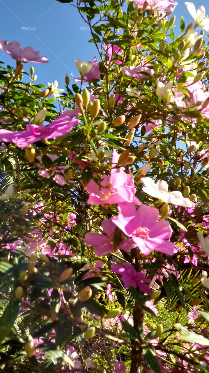 Shrub, Manacá Flower, Flowers, Nature, Garden.