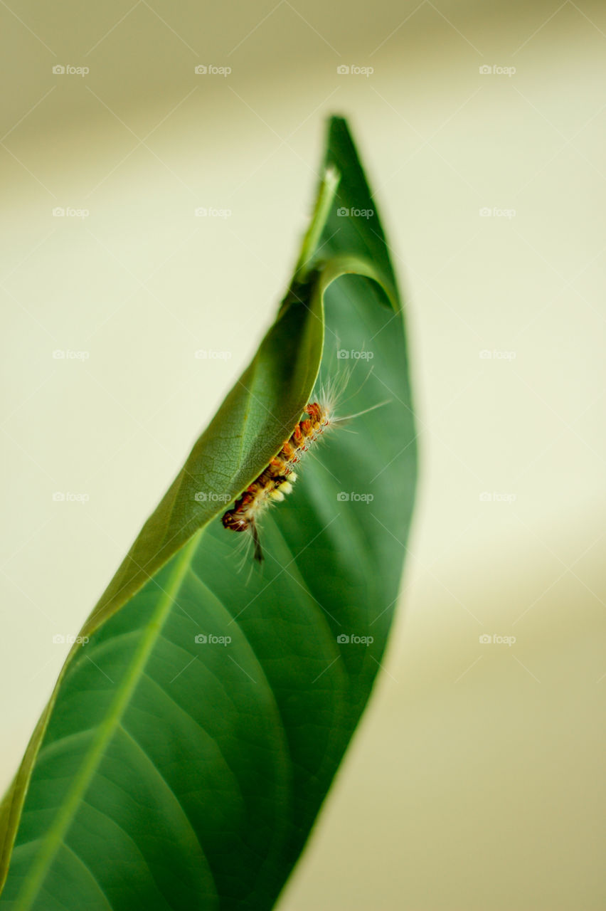 the greeny model ! not ready to pose ,😊