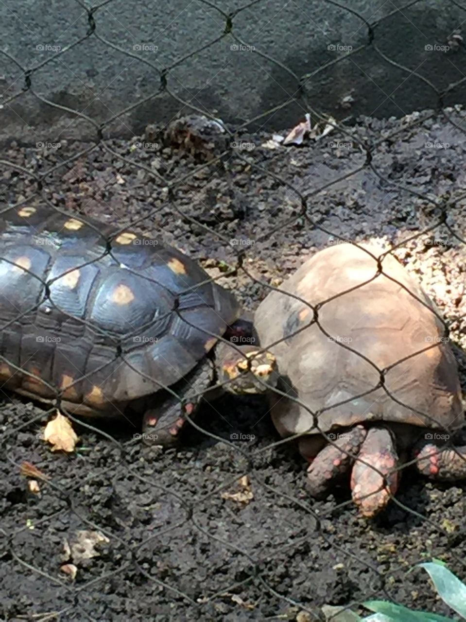 The turtle couple
