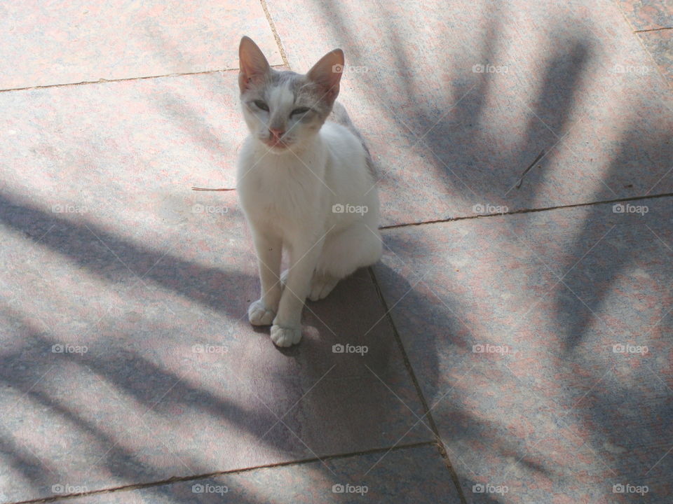 nice cat in Egypt