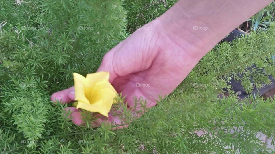 i m holding beautiful flower.