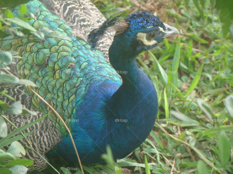 Peacock