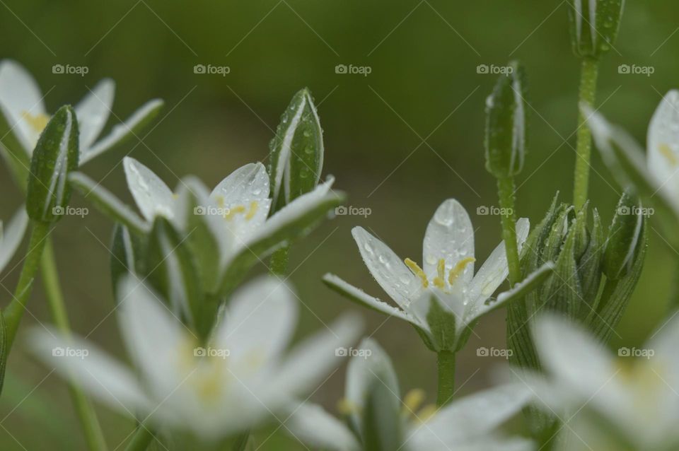 white flowers with dew drops