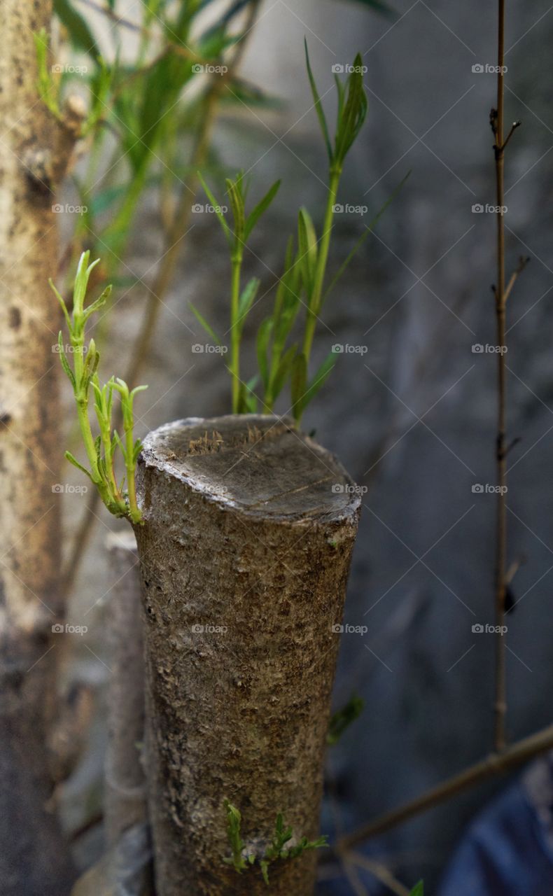 Plants growing on tree stump