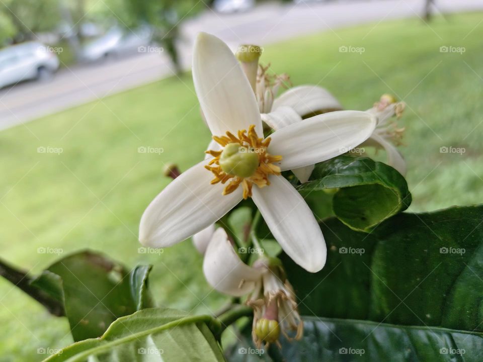 Shaddock tree blossom