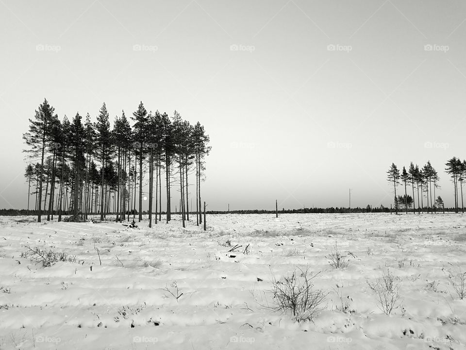 Winter landscape