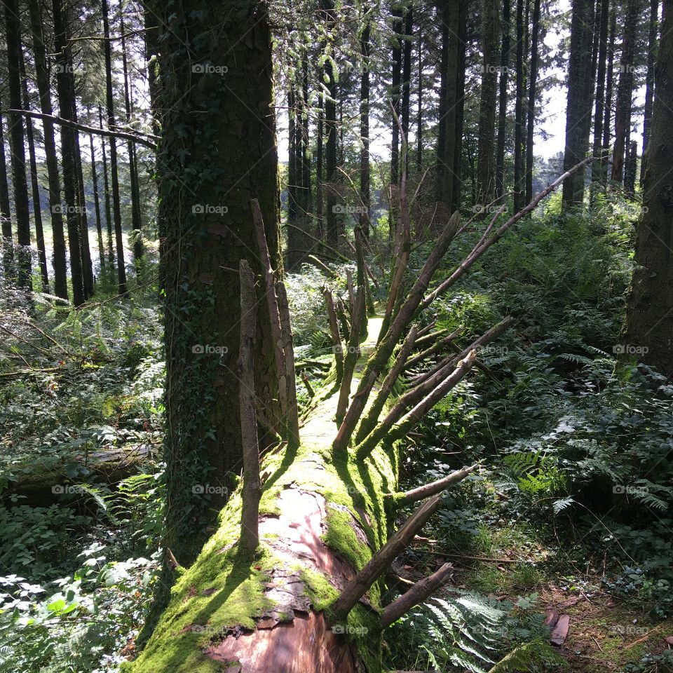 Whistland pound reservoir, Exmoor, North Devon. England. Low perspective on a fallen tree in the woodlands on a summer day