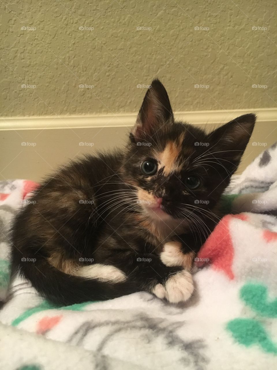 Throwback to the adorable Itty Bit, when she was just an itty bitty kitty! Wasn’t she adorable???