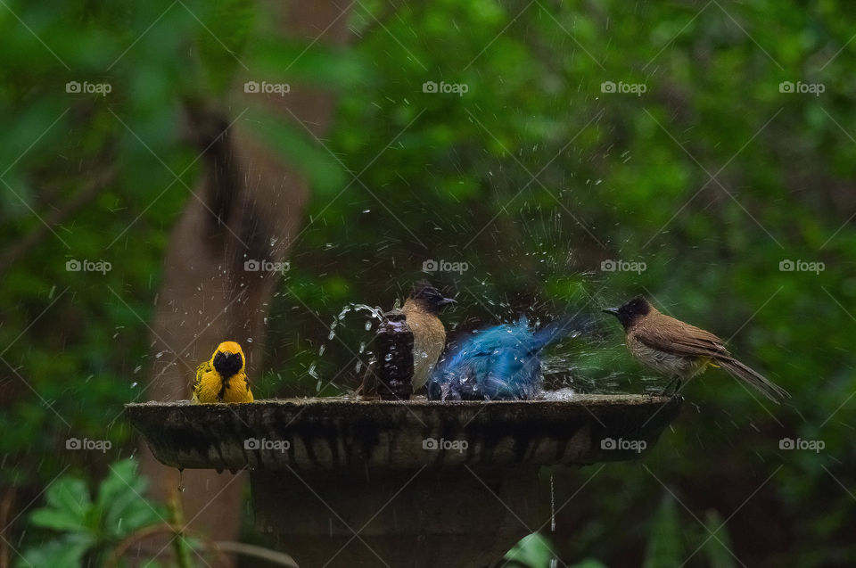 bird having a bath