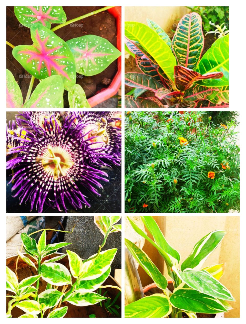 different flowers and leaf ( plants)