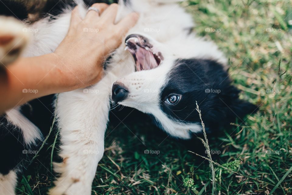Border collie puppy playfully bites its owners hand.