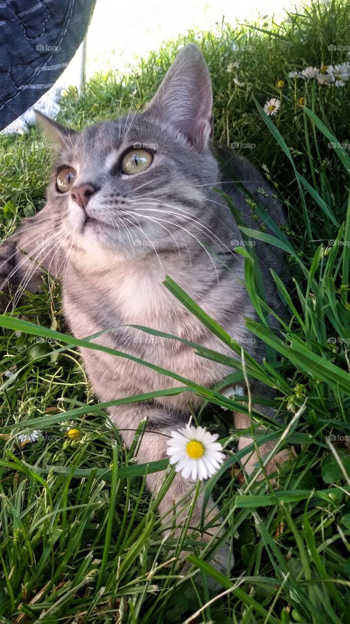 Cat in summer