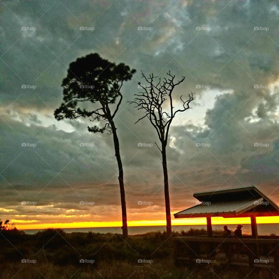 yin yang trees sunset venice beach FL