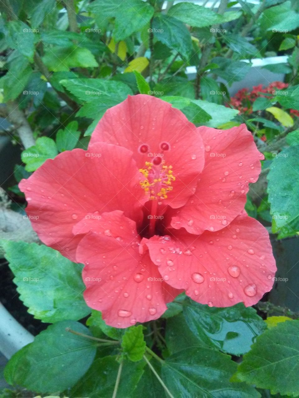 water drop red hibiscus