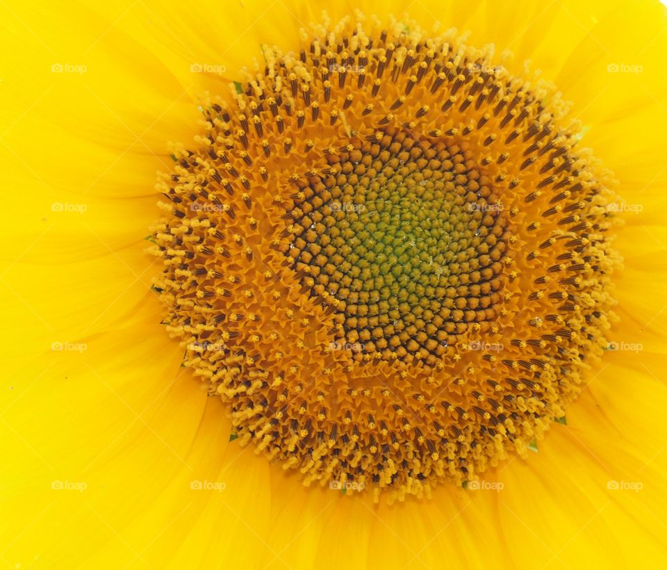 Extreme close up of sunflower