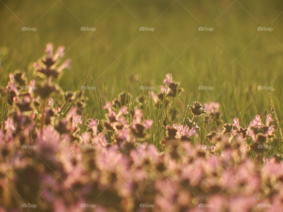Spring field of purple flowers in the grass at evening golden hour with the sun shining from behind. Depth of field focus low angle.