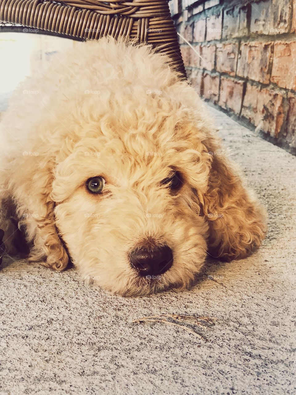 Goldendoodle puppy lying on concrete on sunny fall afternoon