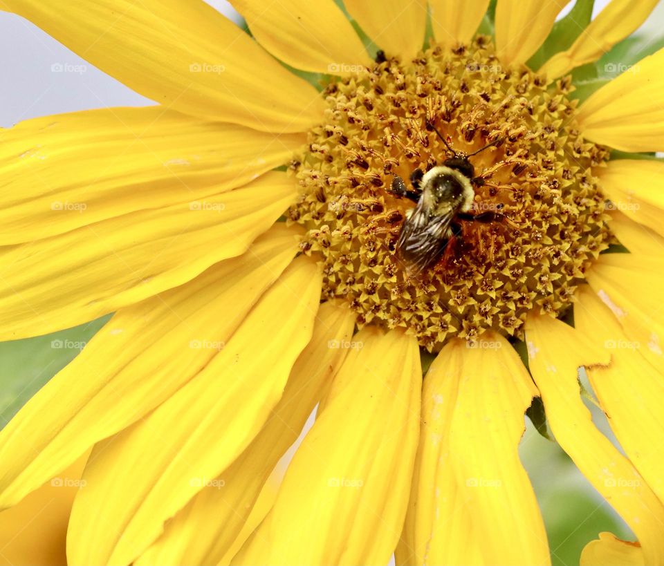 Bumblebee on a sunflower 