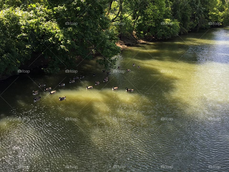 Geese swim in river towards shady banks to cool off on hot day