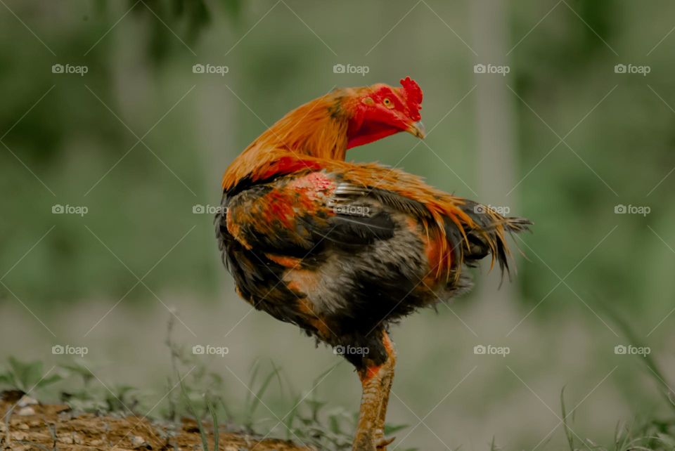 village rooster
