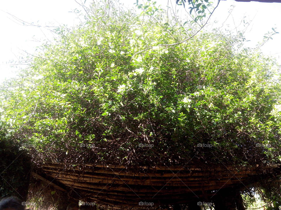 Plant roof