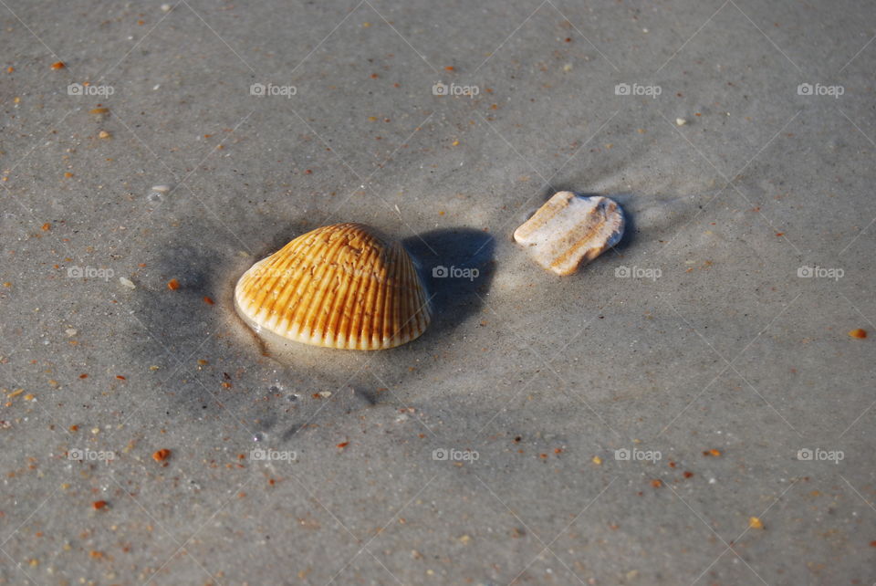 High angle view of seashell