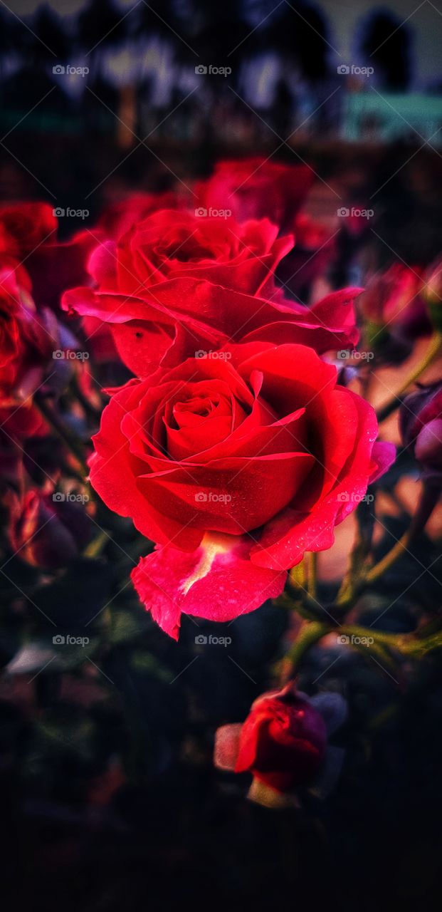 rose beauty and love