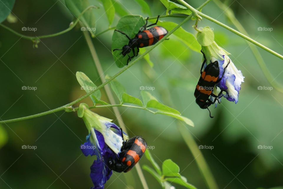 Beautiful  hycleus bug