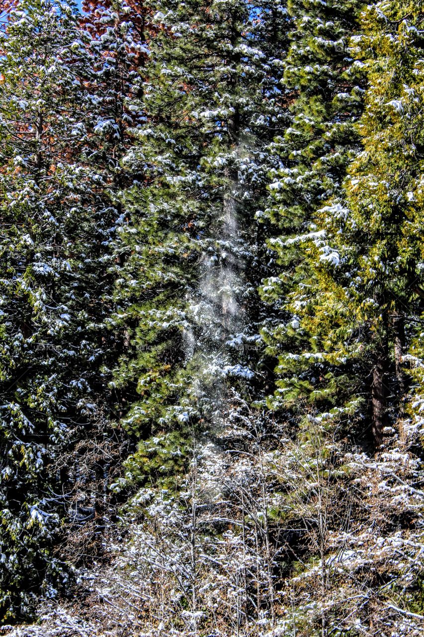 winter time snow falling through the pine tree branches