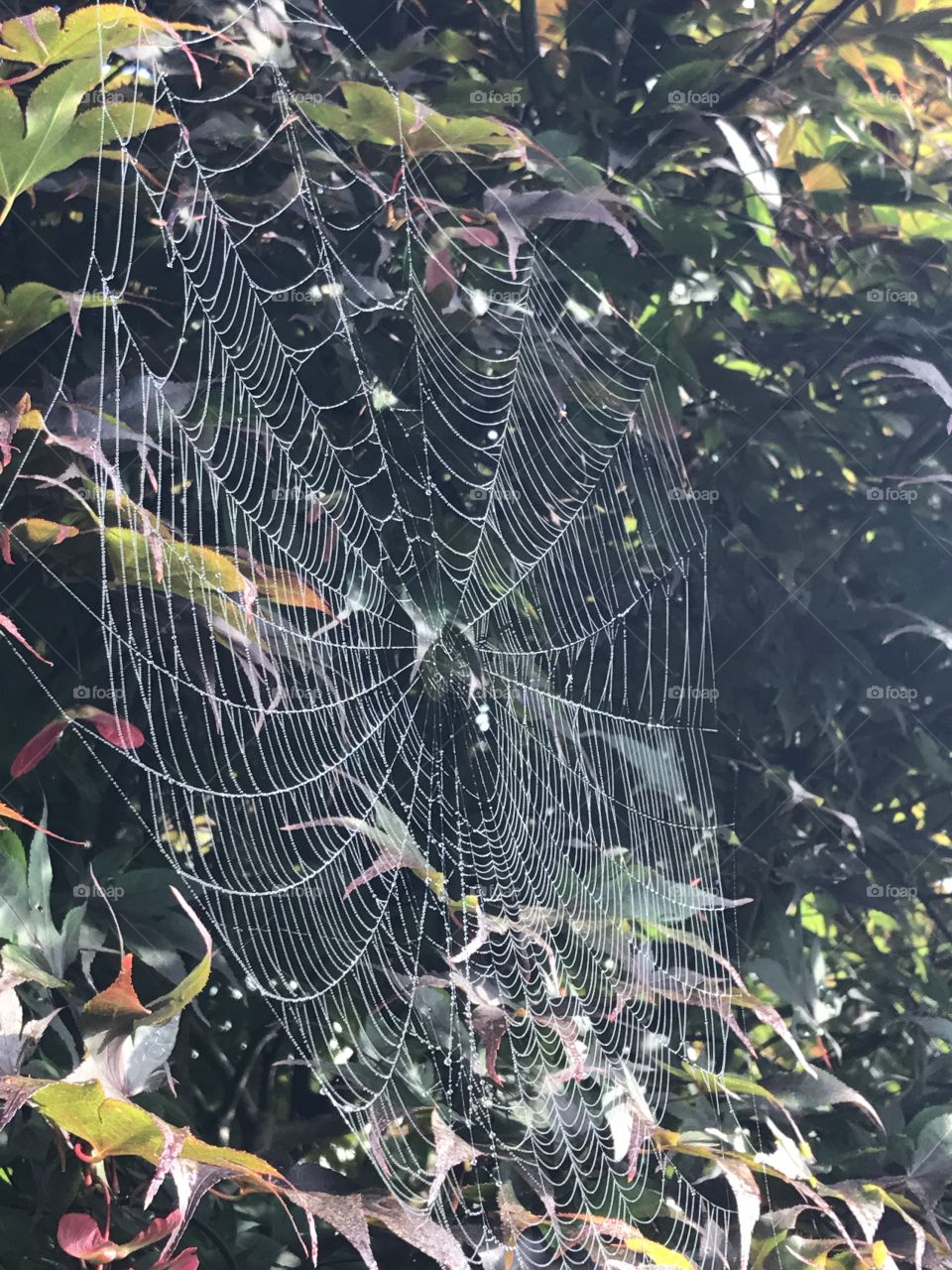 Spider web