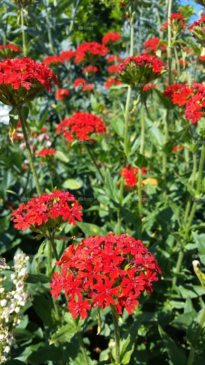 Red Flowers in English Garden