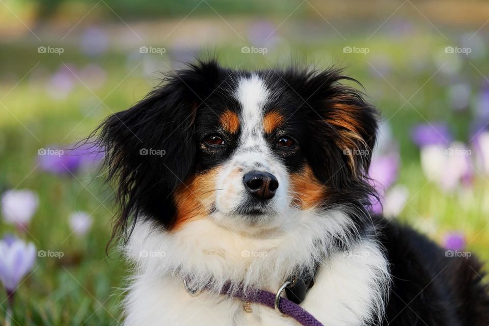 Beautiful border collie dog