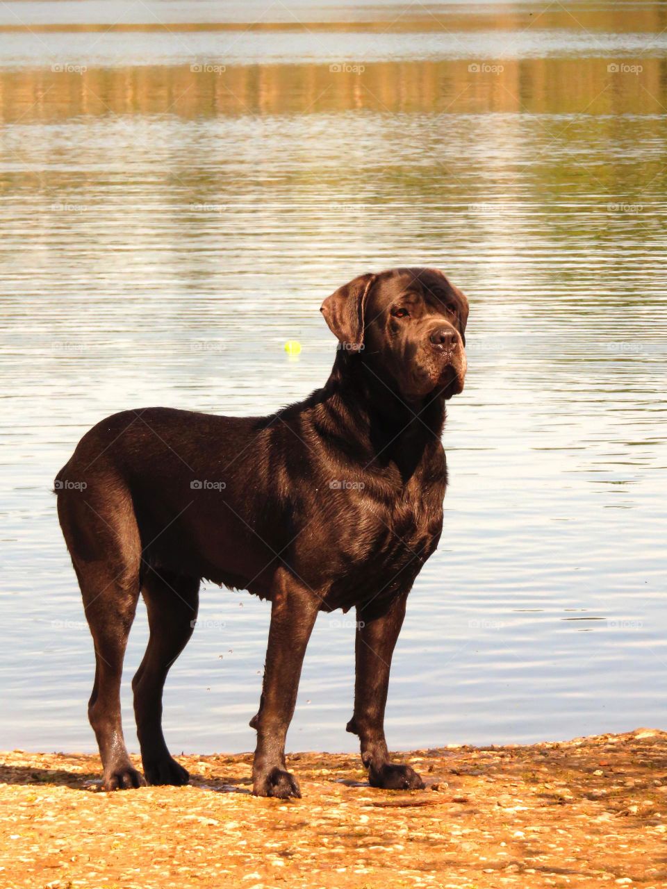 Dog standing near lake