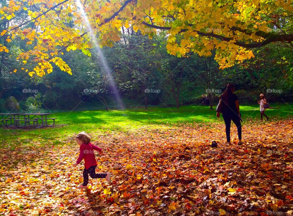 Fall, Leaf, Park, Wood, Tree