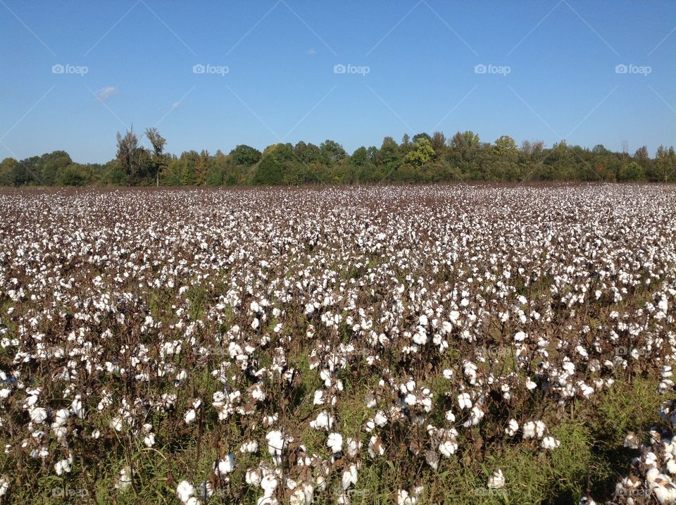 Cotton Field
