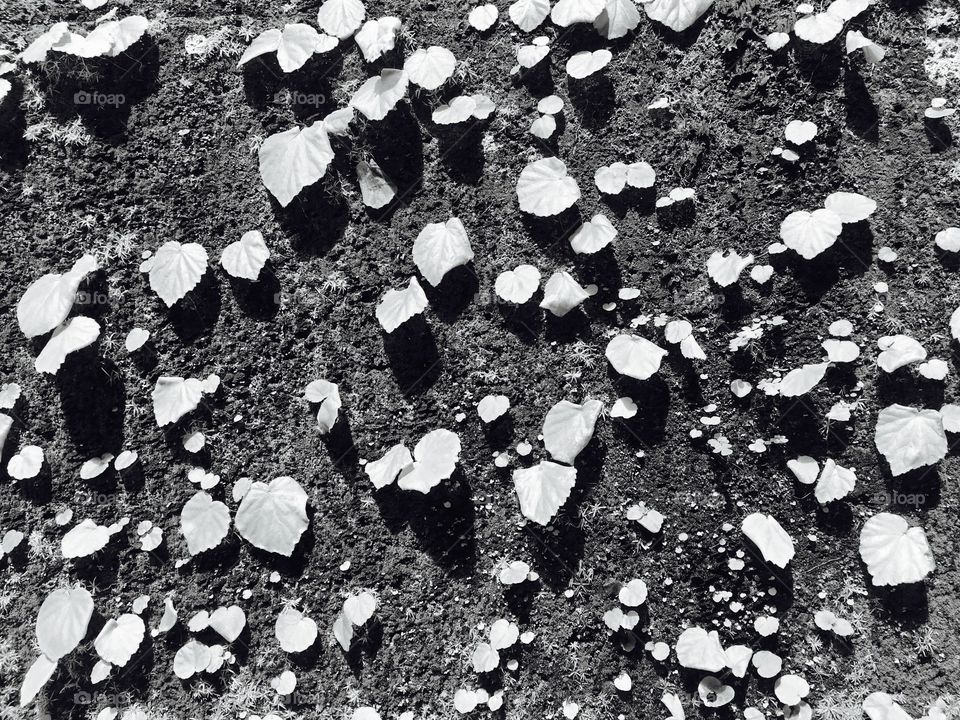 Tree grow on the wall