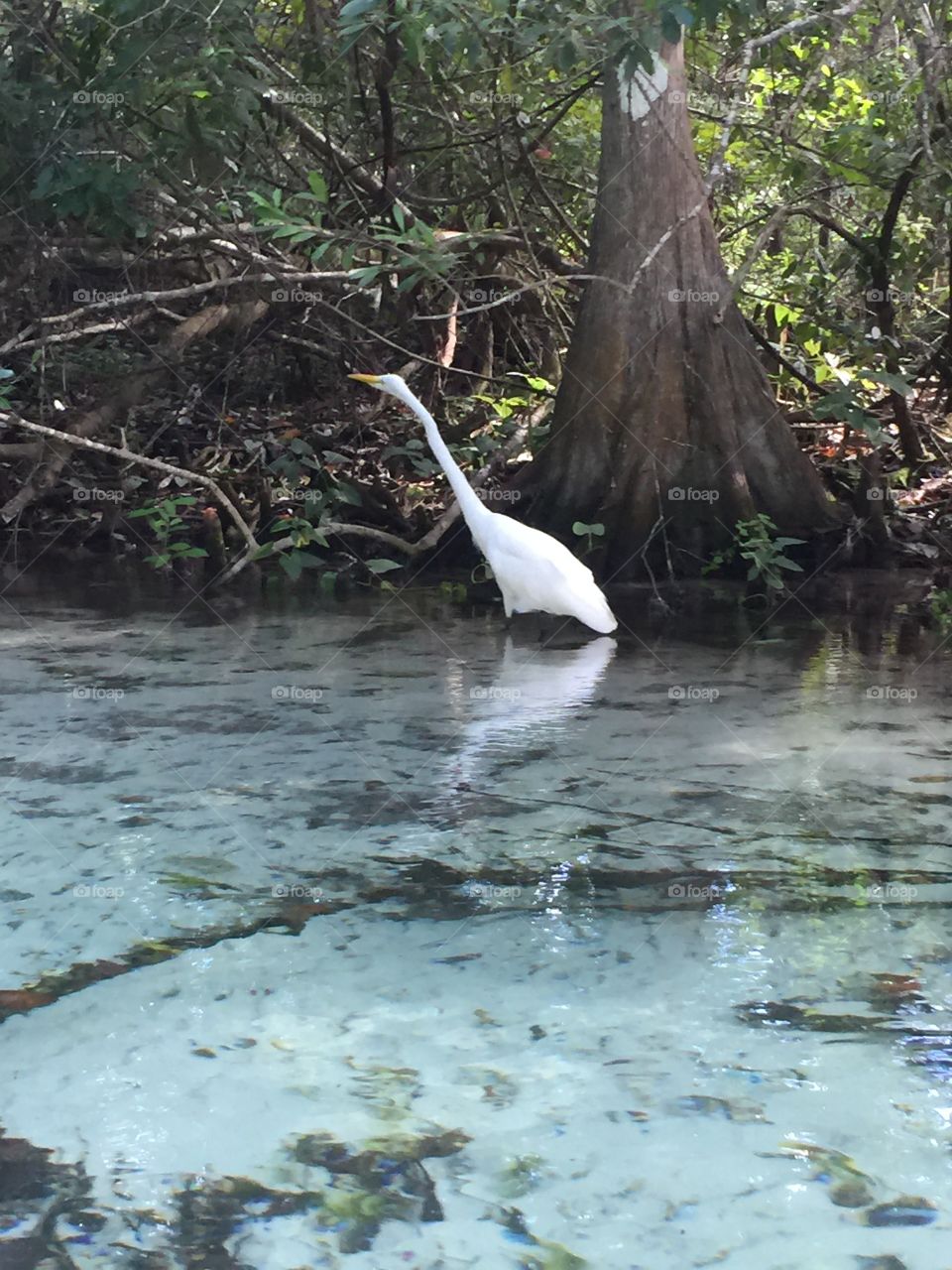 Egret In clear water