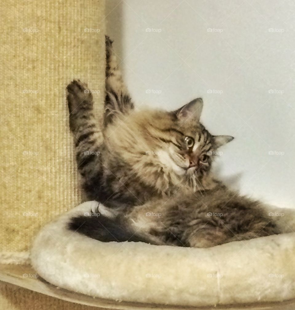 Curious cat on the scratching post, brown siberian breed