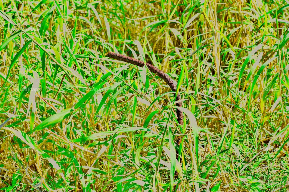 Steel rebar and grass