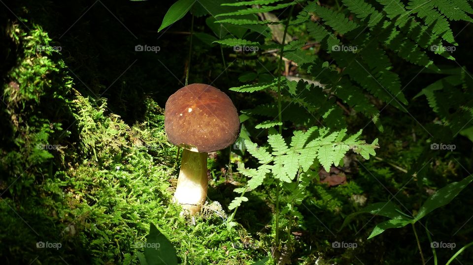 mushroom in sunlight beautiful