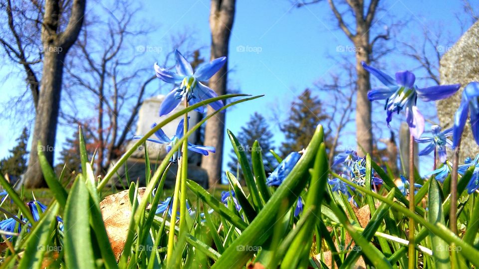 Nature, No Person, Flower, Flora, Grass