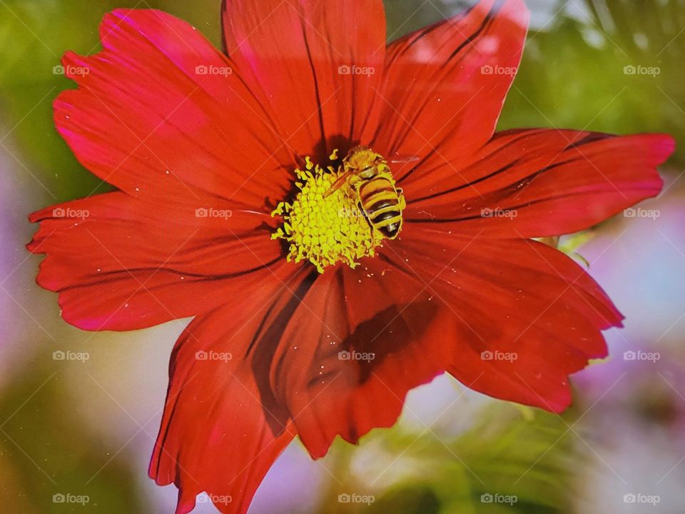 rose and honey hunter