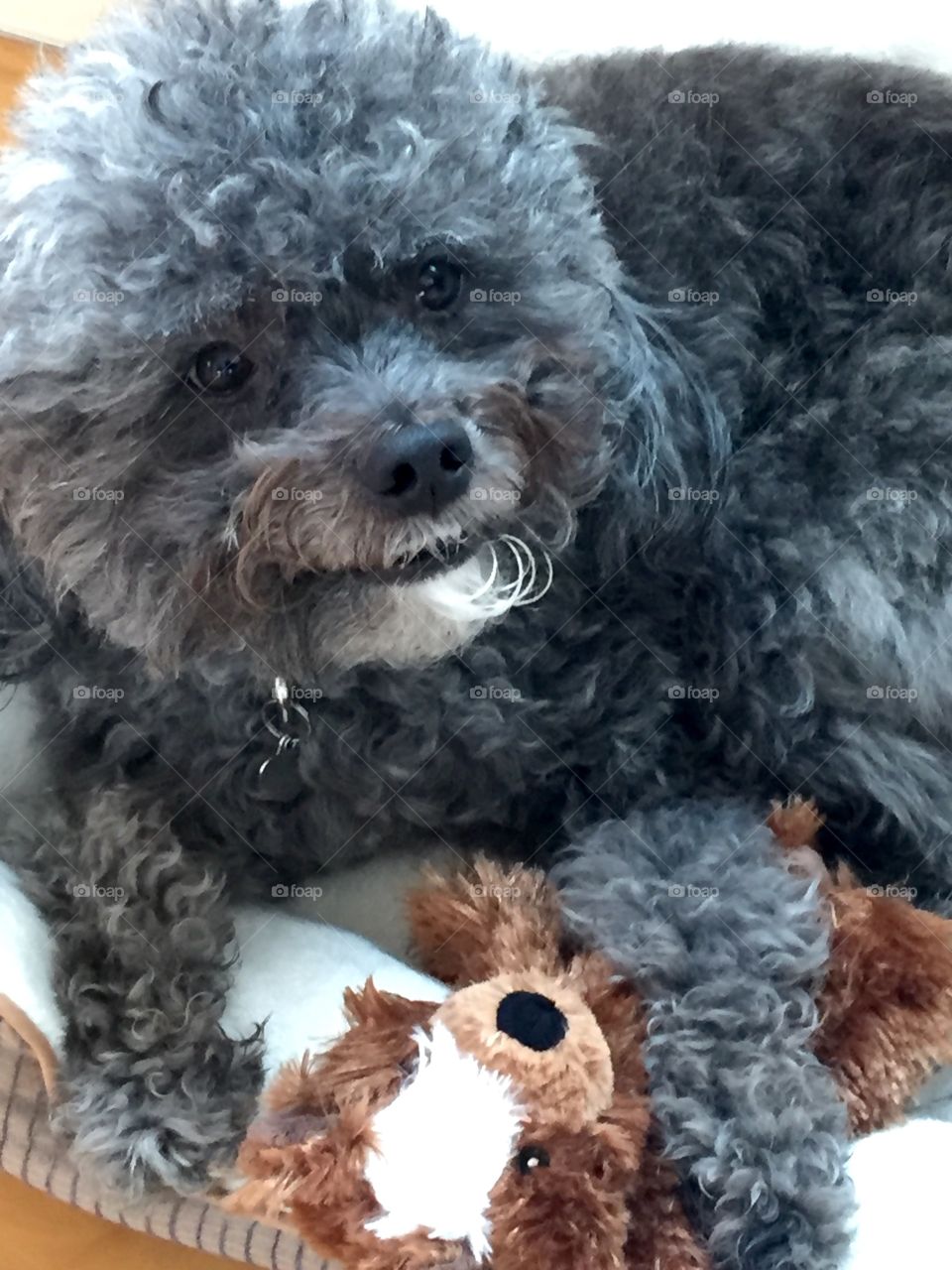 Izzy & Her Bear