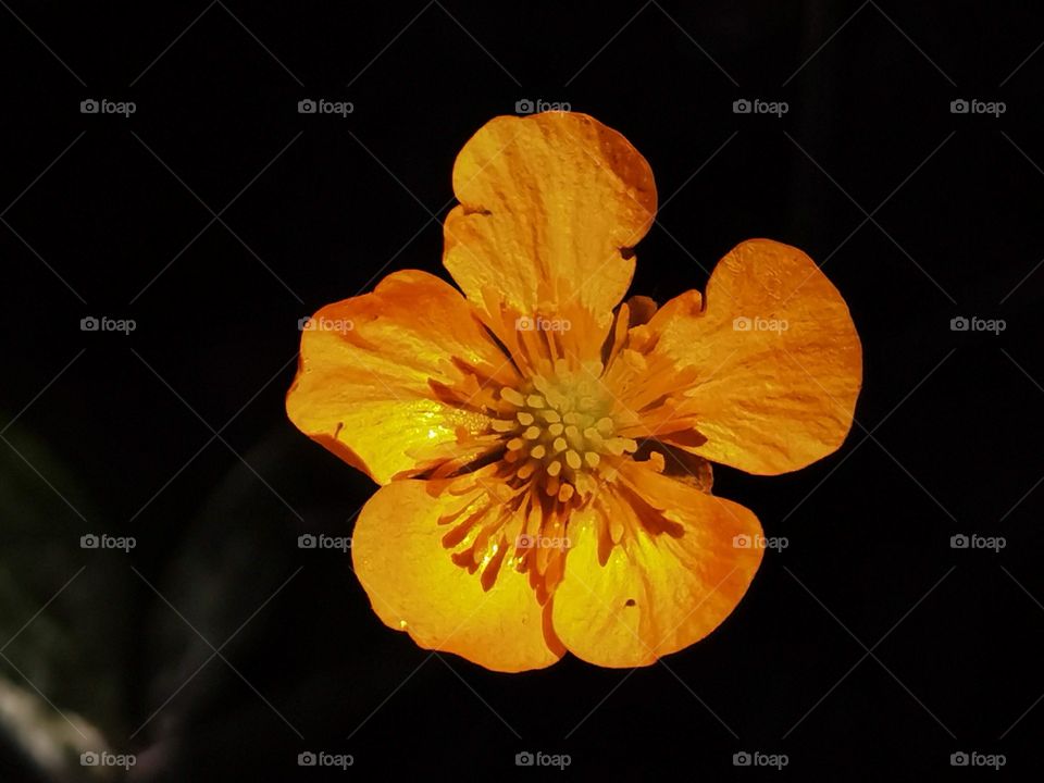 orange flower