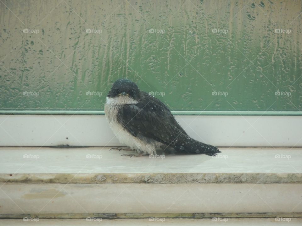 A small wet bird landed on the porch while waiting for the rain to stop. Your look is of fear it is visible