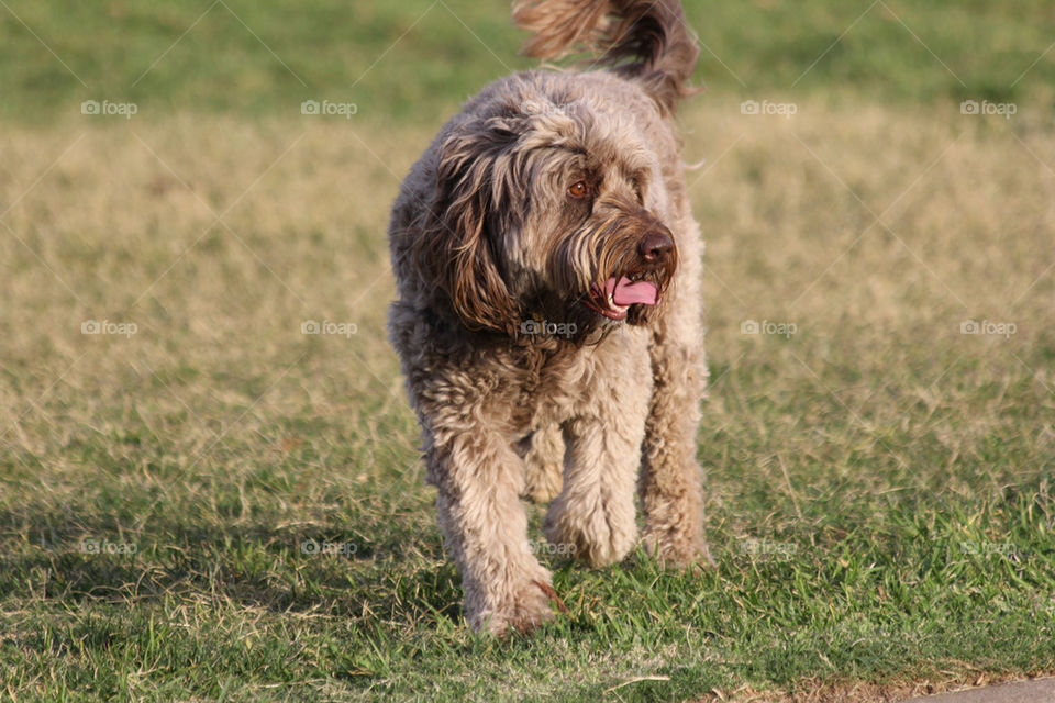 A walk at sunset in the park