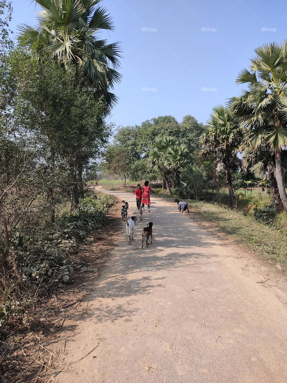 Two children carrying goats on the streets of the village countryside.